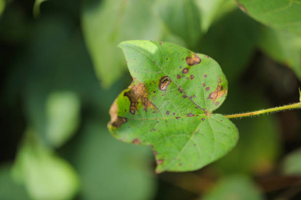 istock Disease on cotton leaf at cotton farm 1289126577
