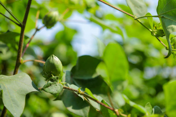 istock Green Cotton fruit in cotton field 1289126842