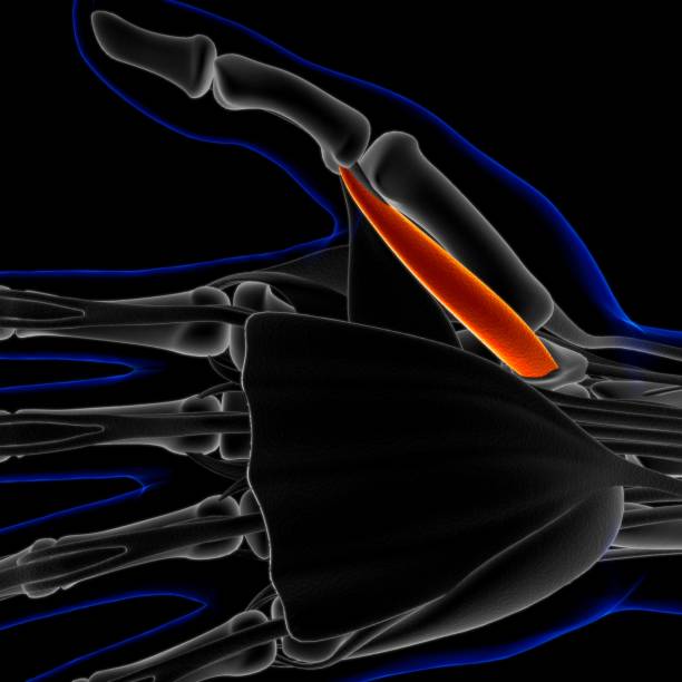 Muscle is a soft tissue, Muscle cells contain proteins , producing a contraction that changes both the length and the shape of the cell. Muscles function to produce force and motion.