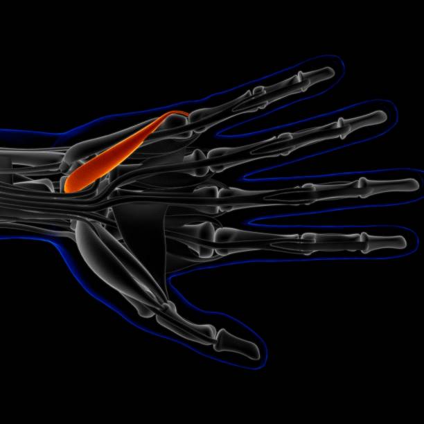 Muscle is a soft tissue, Muscle cells contain proteins , producing a contraction that changes both the length and the shape of the cell. Muscles function to produce force and motion.