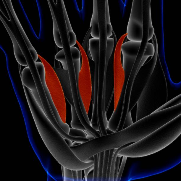 Muscle is a soft tissue, Muscle cells contain proteins , producing a contraction that changes both the length and the shape of the cell. Muscles function to produce force and motion.