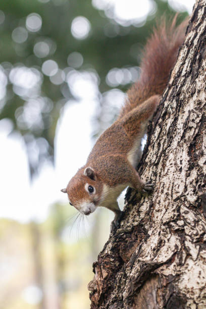 istock Close up red brown color a squirrel playing in a botanical garden. 1289128526