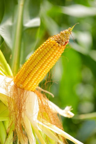 istock Organic cob corn or maize on corn field farm background 1289128552