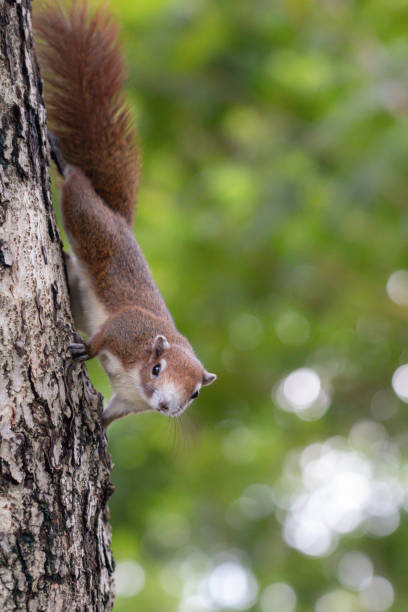 istock Close up red brown color a squirrel playing in a botanical garden. 1289128614