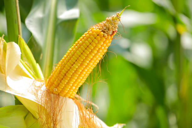 milho orgânico de espigão ou milho no fundo da fazenda de milho - corn fruit vegetable corn on the cob - fotografias e filmes do acervo