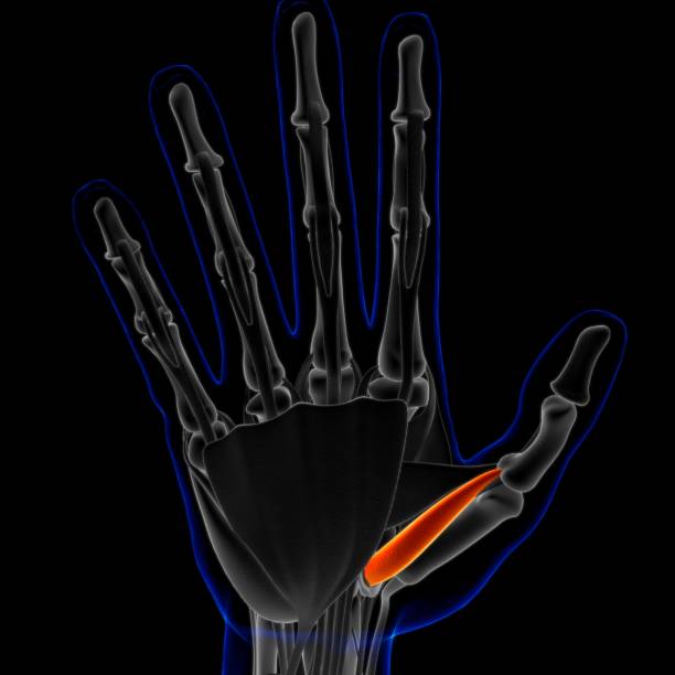 Muscle is a soft tissue, Muscle cells contain proteins , producing a contraction that changes both the length and the shape of the cell. Muscles function to produce force and motion.