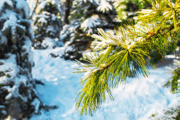 istock Cold frosty morning in Winter forest. 1289129794