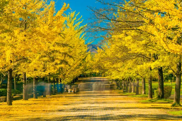 Autumn yellow ginkgo trees at the park