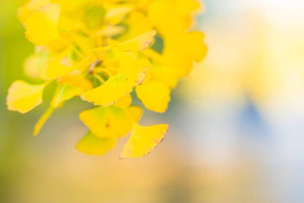istock Autumn yellow ginkgo trees at the park 1289130746