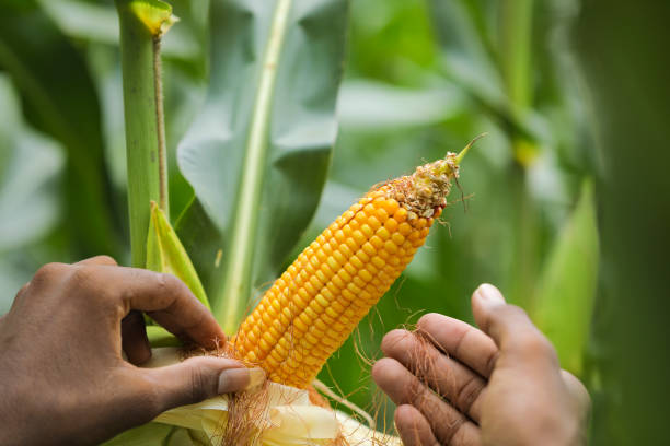 istock Organic cob corn or maize on corn field farm background 1289130809