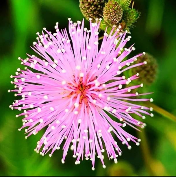 istock beautiful pink flowers 1289131520