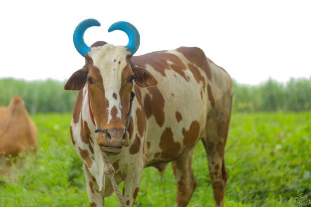 A cow on a farm in the village. A cloven-hoofed animal in a pen for animals. Horned beast. Livestock farm. The cow walks on the street.