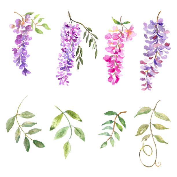 ilustraciones, imágenes clip art, dibujos animados e iconos de stock de ilustración de acuarela. conjunto de flora. pelucas de glicina en flor y ramas con hojas. elementos para crear un diseño floral. - wisteria