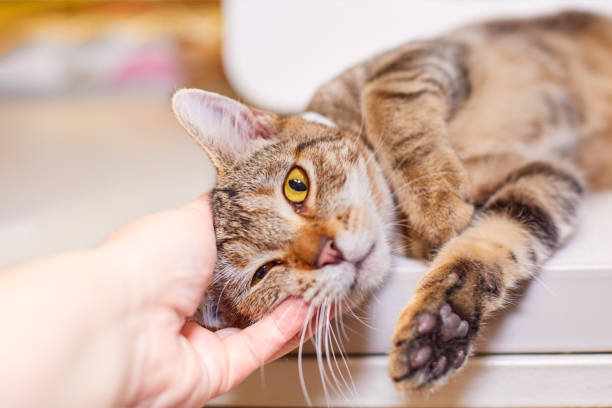 istock Happy sweet brown tabby cat is lying down and enjoying a human hand scratching his ear 1289134209