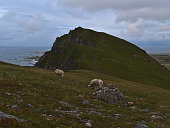Small flock of sheep grazing on rocky meadow with green grass on mountain near Andenes, Andøya island, Vesterålen in northern Norway on cloudy day with the coastline Norwegian Sea.