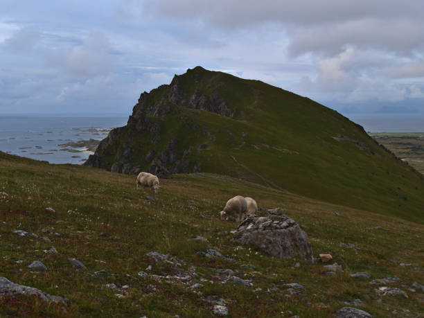 Small flock of sheep grazing on rocky meadow with green grass on mountain near Andenes, Andøya island, Vesterålen in northern Norway on cloudy day with the coastline Norwegian Sea. stock photo