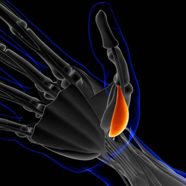 3D Illustration, Muscle is a soft tissue, Muscle cells contain proteins , producing a contraction that changes both the length and the shape of the cell. Muscles function to produce force and motion.