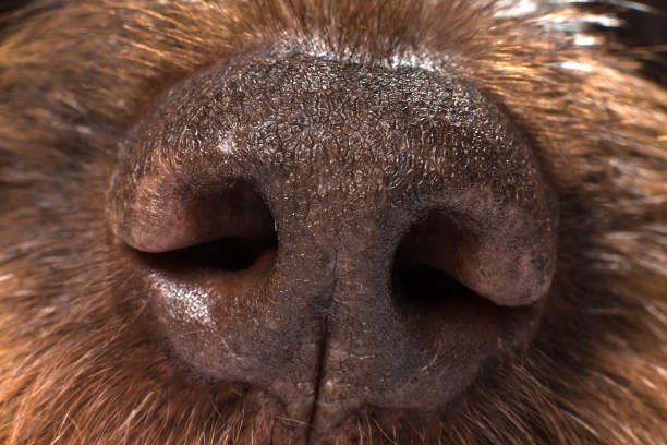 istock big brown dog nose 1289135090