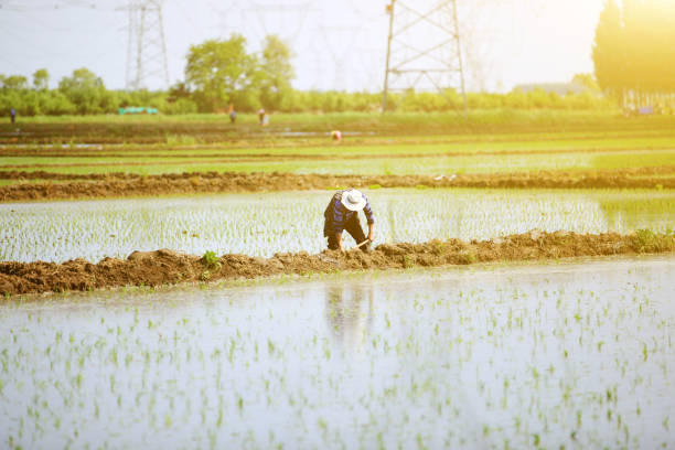 istock farmer planted rice seedlings in the field 1289135324