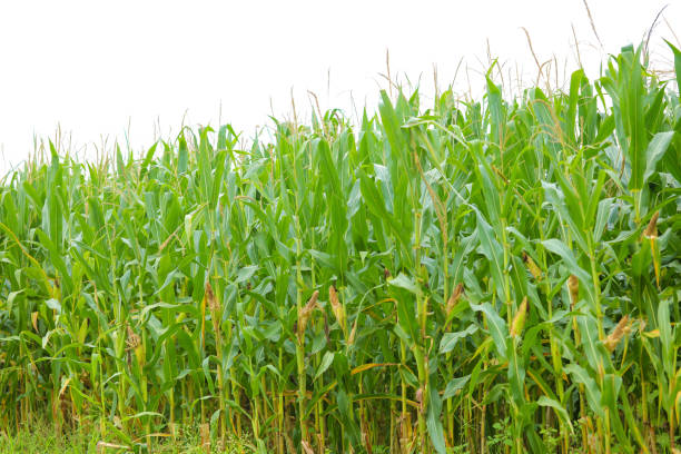 istock A green field of corn in India 1289136089