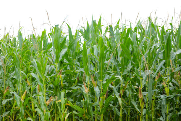 istock A green field of corn in India 1289136091