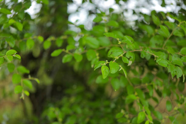 istock Close up of Green jujube leaf 1289136164