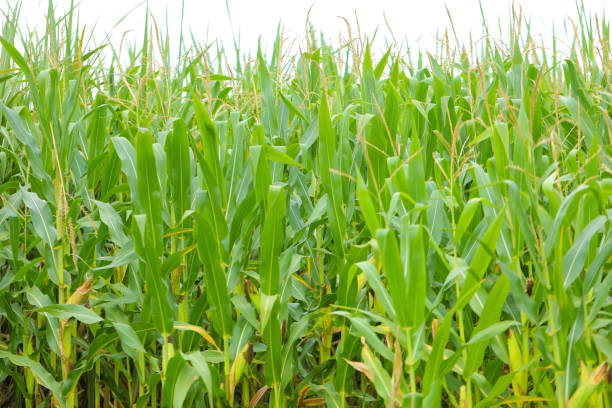 istock A green field of corn in India 1289136165