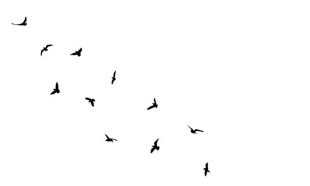 Flock of flying birds in sky, isolated black silhouettes. Beautiful birds. Vector illustration. Flock of flying birds in sky, isolated black silhouettes. Beautiful birds. Vector illustration. raven bird stock illustrations