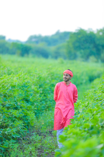 istock Young Indian farmer observation in cotton field 1289138029