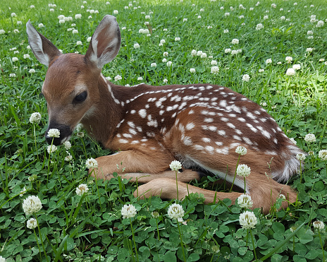 Whitetail deer fawn resting in a patch of clover.
