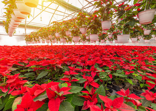 Poinsettia Pink on a white background.Pink variegated poinsettia leaves with white border close-up.Close-Up of Vibrant Poinsettia Leaves.