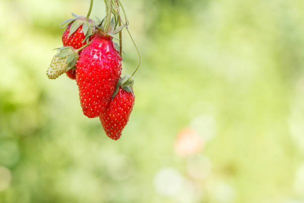 Fresh red ripe strawberries in the upper part of the image and blurred green natural background behind them.