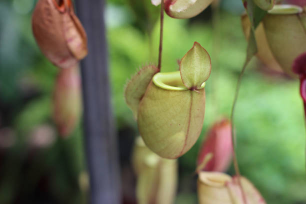 Nepenthes tree, Tropical pitcher plants growth in nature