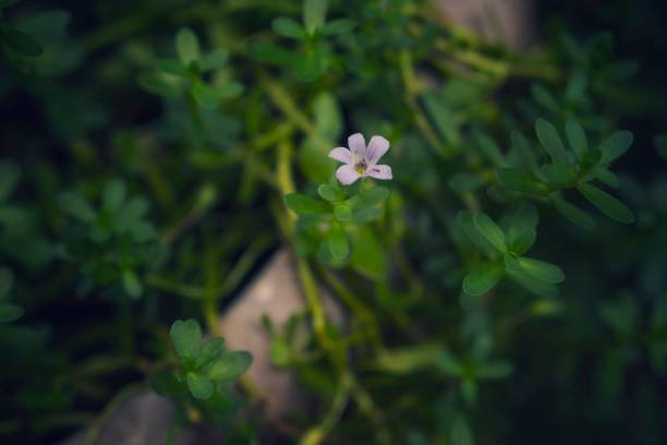 istock Home garden violet flower 1289140657