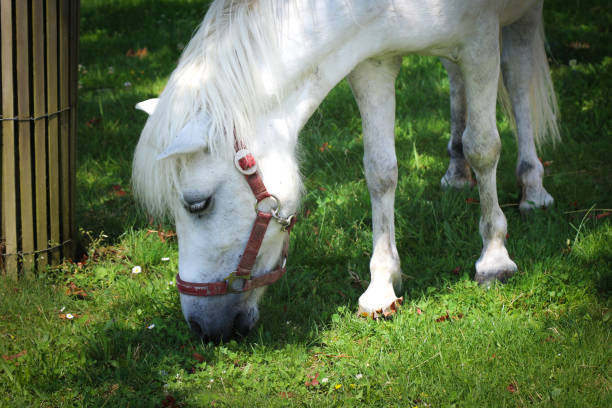 The profile of a sleepy white horse.