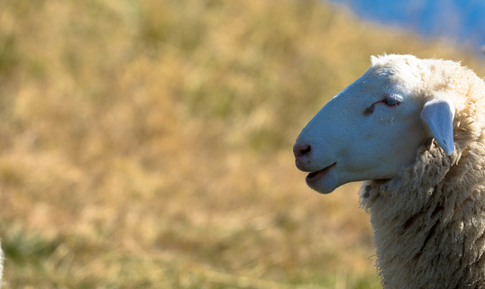 One sheep walking in nature, Portrait of a sheep, lamb portrait, summer photo of a rural animal, pet, farm, lamb, animal look, wool before shearing. Free sheep are healthy agricultural products