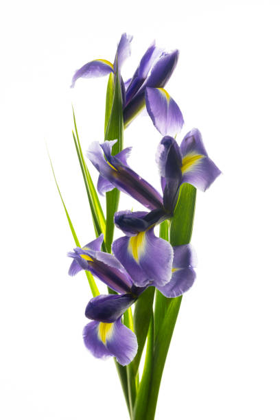 istock bouquet of iris. Isolated on white background 1289141743