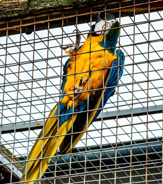 Photo of Large blue and yellow macaw parrot sitting on the netting of a cage.