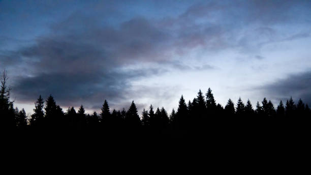 silhouette noire de forêt de conifères sur le fond bleu du ciel d’aube avec des nuages de cirrus. sommets des arbres au-dessus de l’horizon. paysage normal avec le coucher du soleil coloré. - forest black forest sky night photos et images de collection