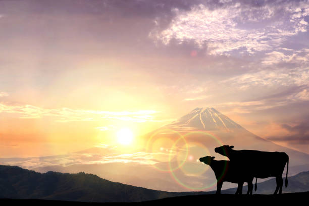 Year of the Ox - New Year's card Mt.Fuji with cow silhouette and the first sunrise. Year of the Ox - New Year's card
Mt.Fuji with cow silhouette and the first sunrise. chinese zodiac sign photos stock pictures, royalty-free photos & images