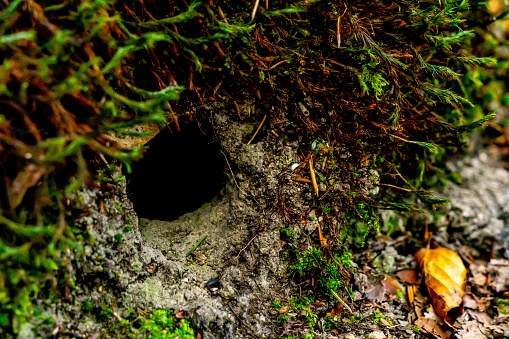 Mouse hole in the dirt in a wild forest.