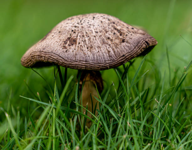 istock Brown grey mushroom on a green lawn. 1289143871
