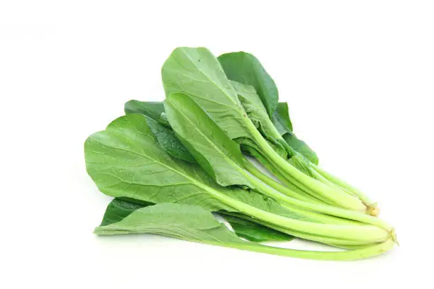 vegetables---Japanese mustard spinach  (komatsuna)