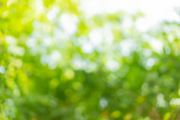 istock abstract blurred clean nature forest with sunny and bokeh light in public park background 1289146299