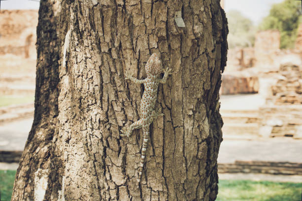 Tokay gecko is climbing on the tree.