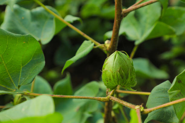 Green cotton fruit on cotton plant at field.