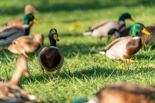 istock Mallard duck on green grass 1289148868