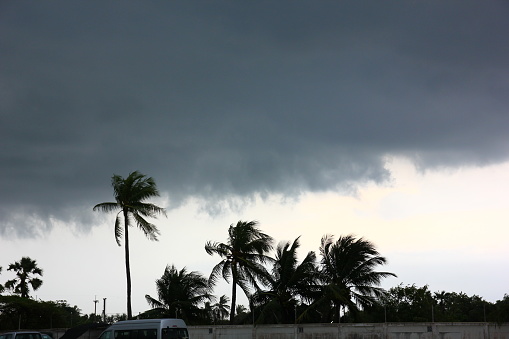 gray sky strong wind  before rain storm impact coconut tree on beach