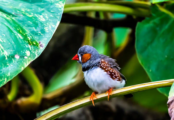 Beautiful little Zebra finch in the wild. Beautiful little Zebra finch in the wild. zebra finch stock pictures, royalty-free photos & images