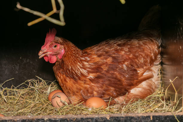 istock laying hen in a nest box 1289150291